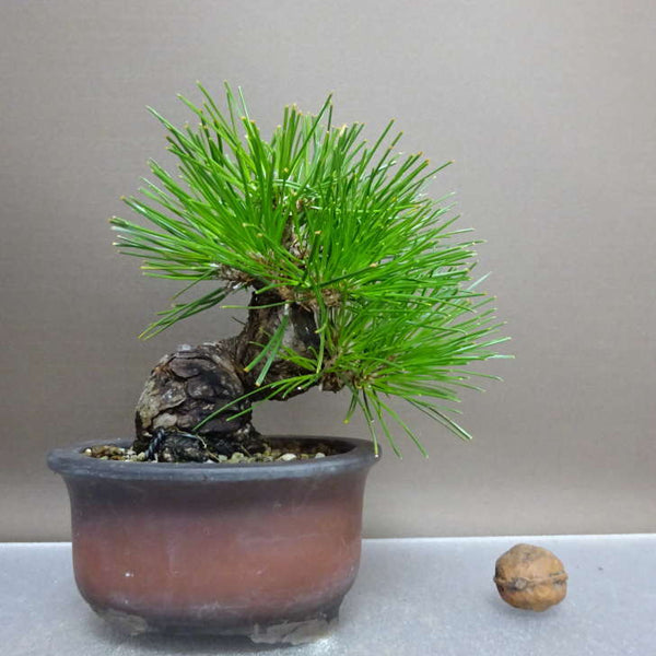 盆栽 松 黒松 樹高 約12cm くろまつ Pinus thunbergii クロマツ マツ科 常緑針葉樹 鑑賞用 観賞用 小品 d1211120883
