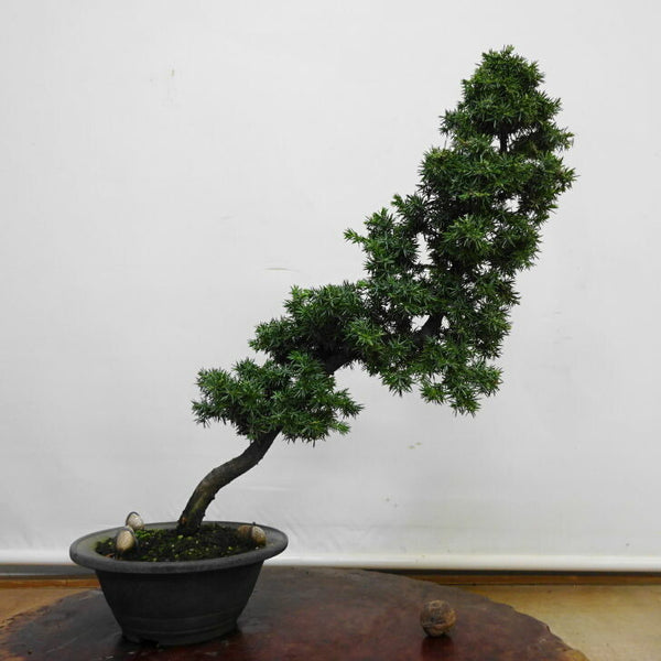 盆栽 杜松 樹高 約 42cm としょう Juniperus rigida トショウ ジン シャリ ヒノキ科 常緑針葉樹 鑑賞 観賞用 p1211122627