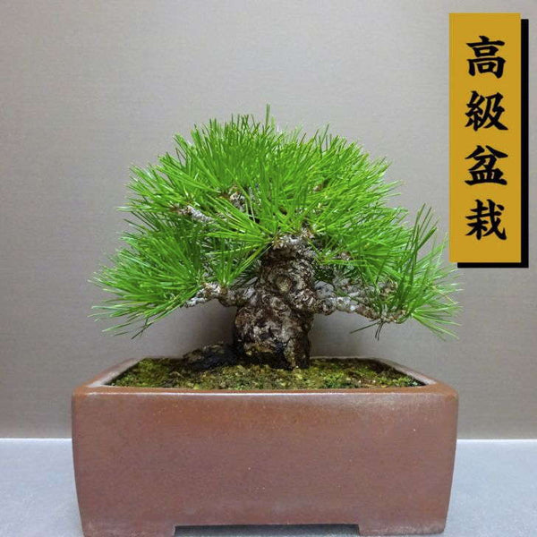 盆栽 松 黒松 樹高 約 20cm くろまつ 高級盆栽 Pinus thunbergii クロマツ マツ科 常緑針葉樹 鑑賞用 観賞用 小品 f1211124367