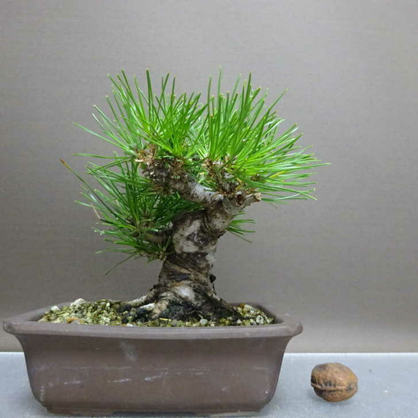 盆栽 松 黒松 樹高 約14cm くろまつ Pinus thunbergii クロマツ マツ科 常緑針葉樹 鑑賞用 観賞用 小品 k1211125912