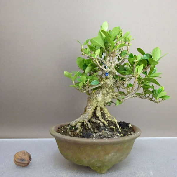 盆栽 梔子 樹高 約17cm くちなし Gardenia jasminoides クチナシ アカネ科 クチナシ属 常緑樹 鑑賞 観賞用 小品 j1211148327