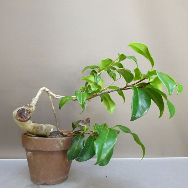 盆栽 椿 樹高 約21cm つばき Camellia japonica ツバキ ツバキ科 常緑樹 鑑賞用 観賞用 x1211144542