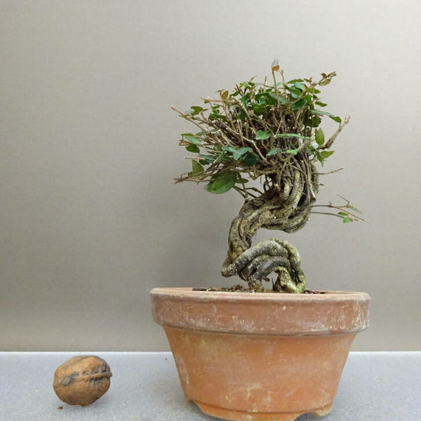 盆栽 縮緬葛 樹高 約13.5cm ちりめんかずら tirimenkazura チリメンカズラ テイカカズラ属 つる性 常緑樹 鑑賞 観賞用 小品 e1211150562