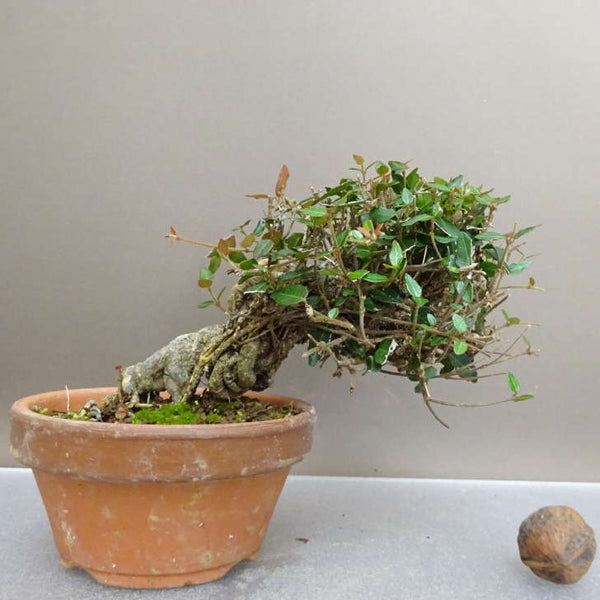 盆栽 縮緬葛 樹高 約11cm ちりめんかずら tirimenkazura チリメンカズラ テイカカズラ属 つる性 常緑樹 鑑賞 観賞用 小品 u1211153301