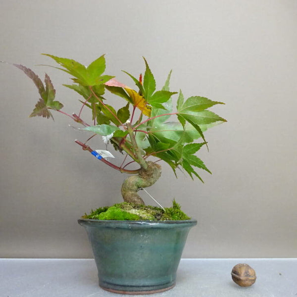 盆栽 紅葉 紅千鳥 樹高 約12cm もみじ Acer palmatum モミジ カエデ科 落葉樹 鑑賞用 観賞用 g1211145231