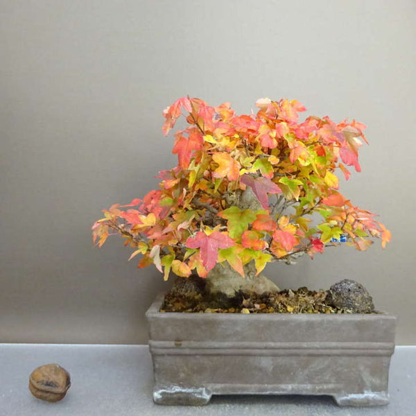 盆栽 楓 樹高 約17cm かえで Acer カエデ 紅葉 カエデ科 落葉樹 鑑賞用 観賞用 小品 x1211144247