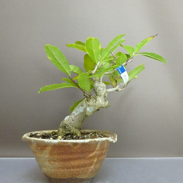 盆栽 姫こぶし 樹高 約22cm ひめこぶし Magnolia tomentosa ヒメコブシ モクレン科 モクレン属 落葉樹 鑑賞用 観賞用 x1211151611