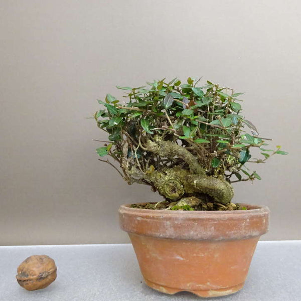 盆栽 縮緬葛 樹高 約11cm ちりめんかずら tirimenkazura チリメンカズラ テイカカズラ属 つる性 常緑樹 鑑賞 観賞用 小品 h1211147092