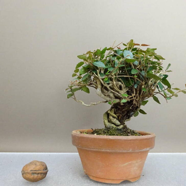 盆栽 縮緬葛 樹高 約12cm ちりめんかずら tirimenkazura チリメンカズラ テイカカズラ属 つる性 常緑樹 鑑賞 観賞用 小品 c1211143948