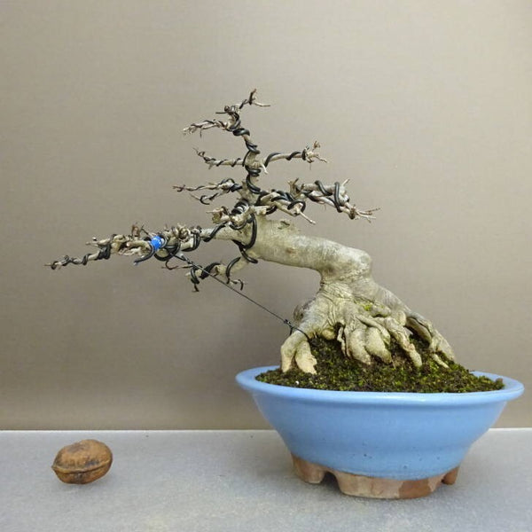 盆栽 楓 樹高 約16.5cm かえで Acer カエデ 紅葉 カエデ科 落葉樹 鑑賞用 観賞用 小品 c1211147931