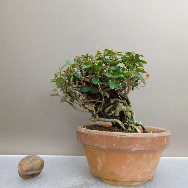 盆栽 縮緬葛 樹高 約10.5cm ちりめんかずら tirimenkazura チリメンカズラ テイカカズラ属 つる性 常緑樹 鑑賞 観賞用 小品 l1211147532