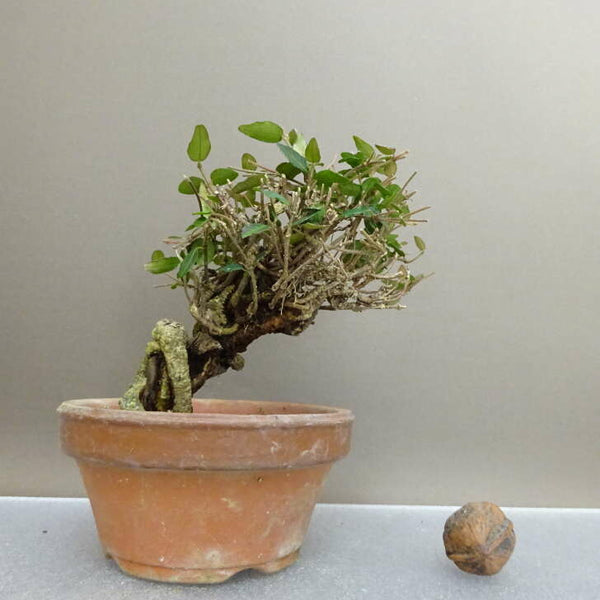 盆栽 縮緬葛 樹高 約12cm ちりめんかずら tirimenkazura チリメンカズラ テイカカズラ属 つる性 常緑樹 鑑賞 観賞用 小品 g1211147738