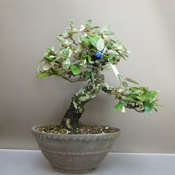 盆栽 寒茱萸 樹高 約23cm かんぐみ Elaeagnus カングミ グミ科 常緑樹 鑑賞用 観賞用 h1211150713