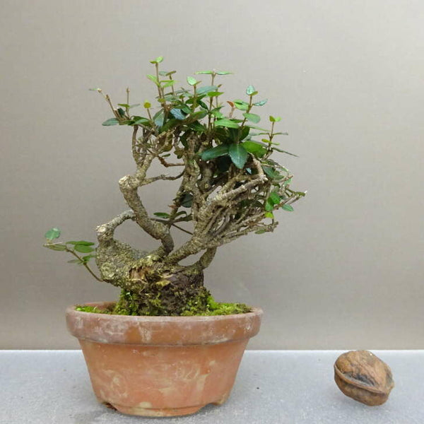 盆栽 縮緬葛 樹高 約12.5cm ちりめんかずら tirimenkazura チリメンカズラ テイカカズラ属 つる性 常緑樹 鑑賞 観賞用 小品 l1211143245