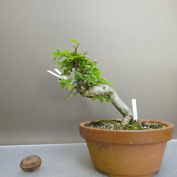 盆栽 楡欅 樹高 約13cm にれけやき Ulmus parvifolia ニレケヤキ 紅葉 ニレ科 落葉樹 観賞用 小品 m1211144892