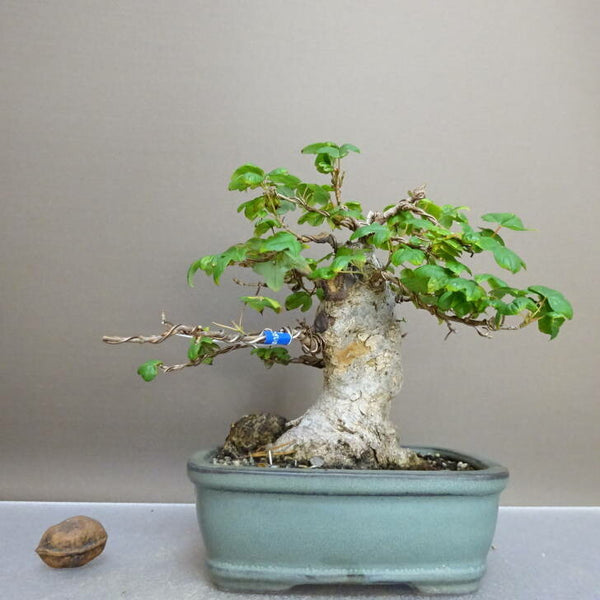 盆栽 楓 樹高 約15cm かえで Acer カエデ 紅葉 カエデ科 落葉樹 鑑賞用 観賞用 小品 1211145834