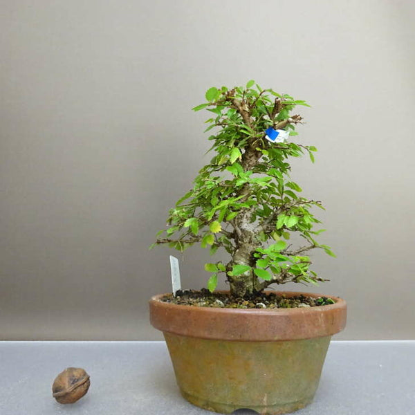 盆栽 楡欅 樹高 約16.5cm にれけやき Ulmus parvifolia ニレケヤキ 紅葉 ニレ科 落葉樹 観賞用 小品 f1211147783