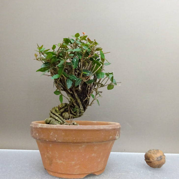 盆栽 縮緬葛 樹高 約12.5cm ちりめんかずら tirimenkazura チリメンカズラ テイカカズラ属 つる性 常緑樹 鑑賞 観賞用 小品 m1211148327