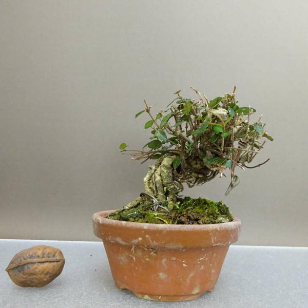 盆栽 縮緬葛 樹高 約9cm ちりめんかずら tirimenkazura チリメンカズラ テイカカズラ属 つる性 常緑樹 鑑賞 観賞用 小品 l1211147921