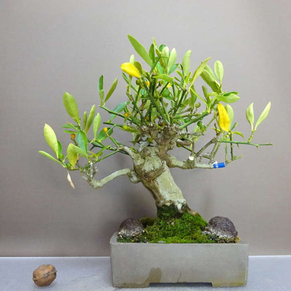 盆栽 金豆 樹高 約22cm きんず Fortunella hindsii キンズ マメキンカン ミカン科 キンカン属 常緑樹 鑑賞用 観賞用 j1211148710