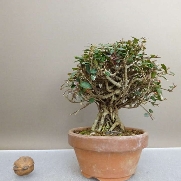 盆栽 縮緬葛 樹高 約13cm ちりめんかずら tirimenkazura チリメンカズラ テイカカズラ属 つる性 常緑樹 鑑賞 観賞用 小品 l1211147585