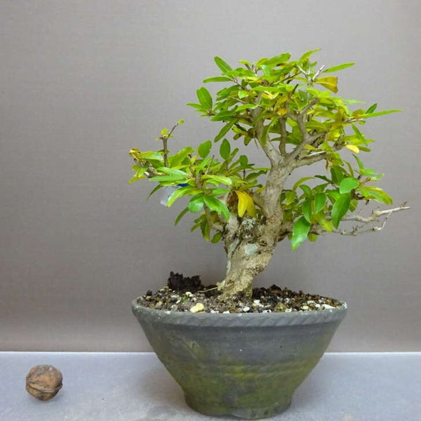 盆栽 石榴 樹高 約17.5cm ざくろ Punica granatum ザクロ ミソハギ科 ザクロ属 落葉樹 観賞用 小品 c1211257580