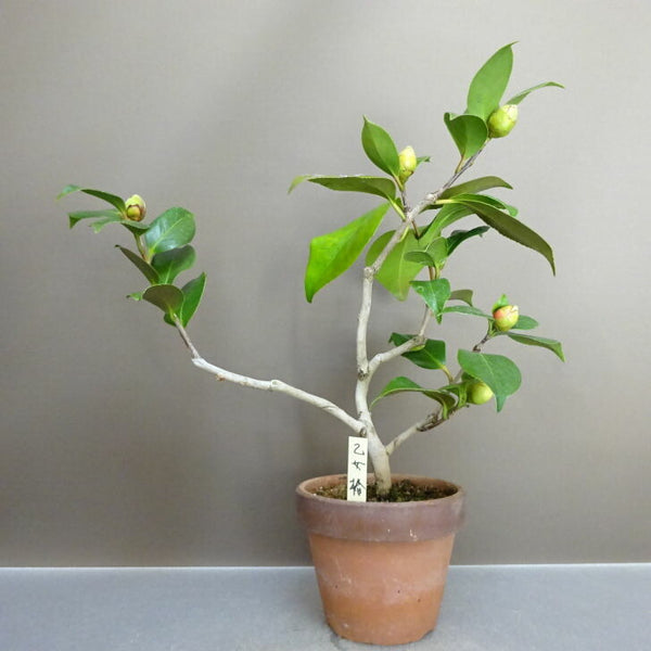 盆栽 椿 乙女椿 樹高 約 28cm つばき Camellia japonica ツバキ ツバキ科 常緑樹 鑑賞用 観賞用 r1211256038