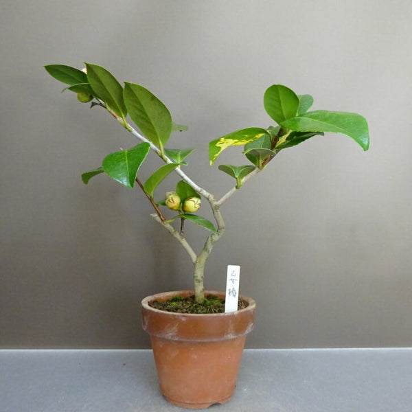 盆栽 椿 乙女椿 樹高 約 27cm つばき Camellia japonica ツバキ ツバキ科 常緑樹 鑑賞用 観賞用 f1211253833