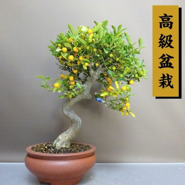 盆栽 金豆 樹高 約32cm きんず 高級盆栽 Fortunella hindsii キンズ マメキンカン ミカン科 キンカン属 常緑樹 観賞用 l1211259917