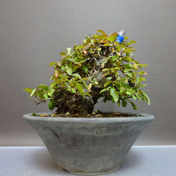 盆栽 百日紅 樹高 約15cm さるすべり サルスベリ ミソハギ科 サルスベリ属 落葉樹 鑑賞用 観賞用 小品 w1211256075