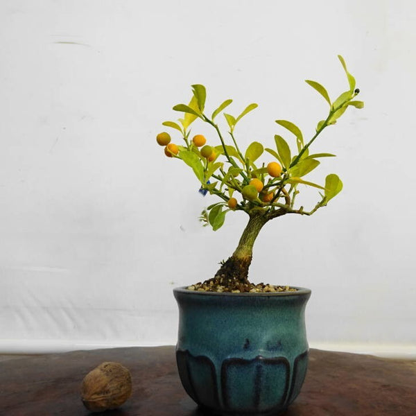 盆栽 金豆 樹高 約 13.5cm きんず Fortunella hindsii キンズ マメキンカン ミカン科 キンカン属 常緑樹 鑑賞用 観賞用 小品 k1211260010