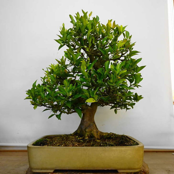 盆栽 橘 樹高 約 56cm たちばな Citrus tachibana タチバナ ミカン科 常緑樹 鑑賞用 観賞用 大型 k1211258423