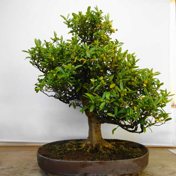 盆栽 金豆 樹高 約 75cm きんず Fortunella hindsii キンズ マメキンカン ミカン科 キンカン属 常緑樹 鑑賞用 観賞用 大型 g1211261009