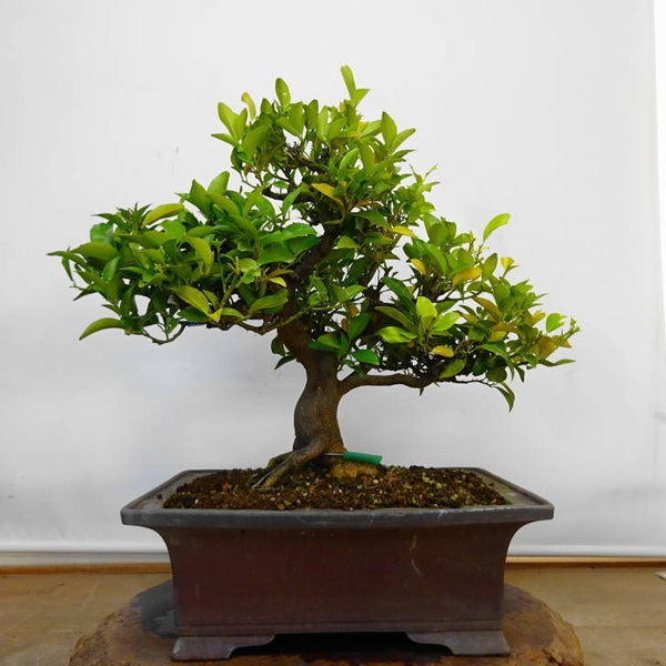 盆栽 橘 樹高 約 45cm たちばな Citrus tachibana タチバナ ミカン科 常緑樹 鑑賞用 観賞用 大型 l1211260215