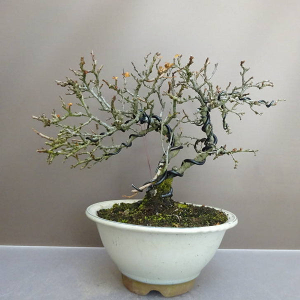 盆栽 梅 長寿梅 樹高 約 25cm ちょうじゅばい Chaenomeles japonica 'Chojubai' チョウジュバイ バラ科 ボケ属 落葉樹 鑑賞用 観賞用 w1211256769