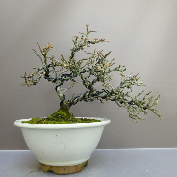 盆栽 梅 長寿梅 樹高 約 22cm ちょうじゅばい Chaenomeles japonica 'Chojubai' チョウジュバイ バラ科 ボケ属 落葉樹 鑑賞用 観賞用 c1211252743