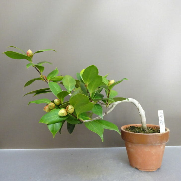 盆栽 椿 乙女椿 樹高 約 22cm つばき Camellia japonica ツバキ ツバキ科 常緑樹 鑑賞用 観賞用 n1211262060