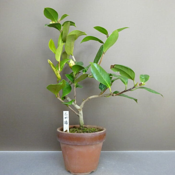 盆栽 椿 乙女椿 樹高 約 33cm つばき Camellia japonica ツバキ ツバキ科 常緑樹 鑑賞用 観賞用 l1211254930