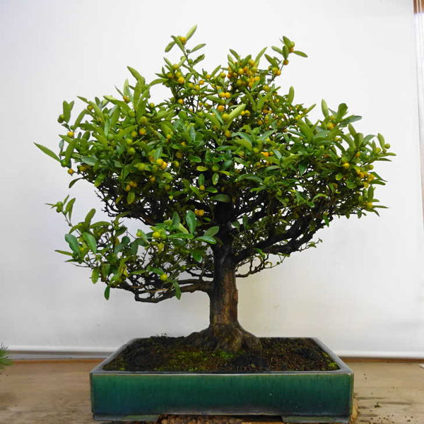 盆栽 金豆 樹高 約 69cm きんず Fortunella hindsii キンズ マメキンカン ミカン科 キンカン属 常緑樹 鑑賞用 観賞用 大型 r1211261608