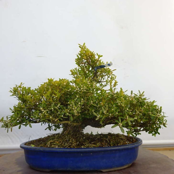 盆栽 台湾黄楊 樹高 約 24cm たいわんつげ タイワンツゲ 柘植 ツゲ科 常緑樹 鑑賞用 観賞用 e1211252791