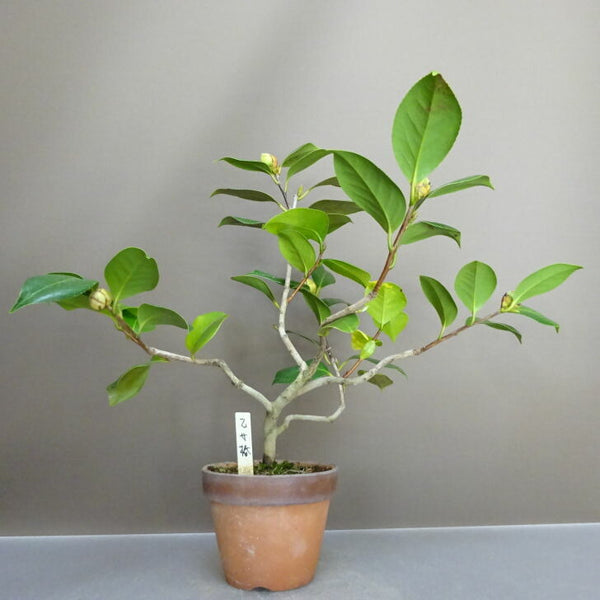 盆栽 椿 乙女椿 樹高 約 32cm つばき Camellia japonica ツバキ ツバキ科 常緑樹 鑑賞用 観賞用 d1211258222