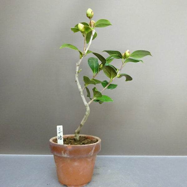 盆栽 椿 乙女椿 樹高 約31cm つばき Camellia japonica ツバキ ツバキ科 常緑樹 鑑賞用 観賞用 v1211254949
