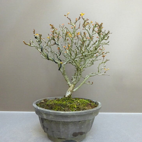 盆栽 梅 長寿梅 樹高 約 26cm ちょうじゅばい Chaenomeles japonica 'Chojubai' チョウジュバイ バラ科 ボケ属 落葉樹 鑑賞用 観賞用 w1211252289