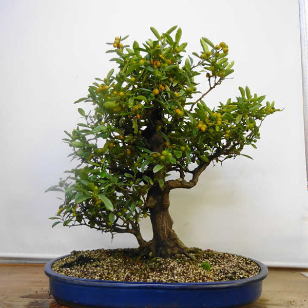 盆栽 金豆 樹高 約 66cm きんず Fortunella hindsii キンズ マメキンカン ミカン科 キンカン属 鑑賞用 常緑樹 観賞用 大型 d1211258625