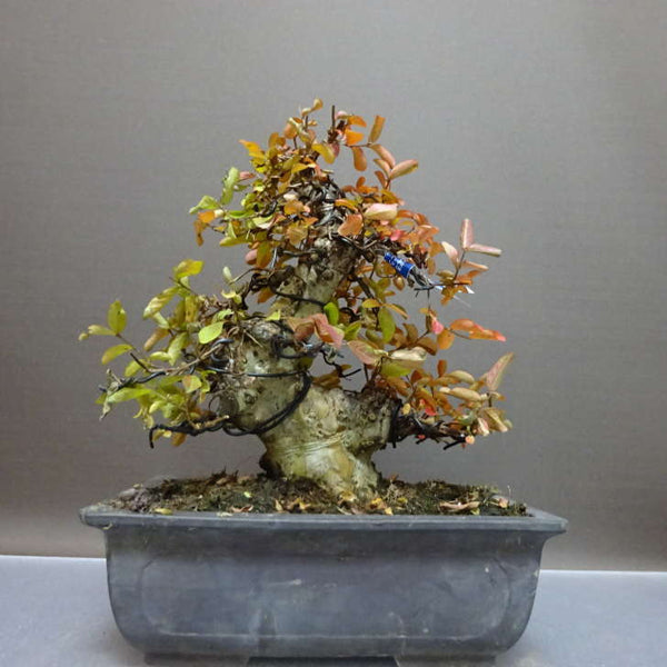 盆栽 百日紅 樹高 約20cm さるすべり サルスベリ ミソハギ科 サルスベリ属 落葉樹 鑑賞用 観賞用 小品 s1211254441