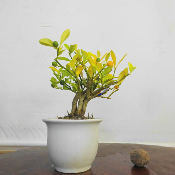 盆栽 金豆 樹高 約 13cm きんず Fortunella hindsii キンズ マメキンカン ミカン科 キンカン属 常緑樹 鑑賞用 観賞用 小品 o1211262112