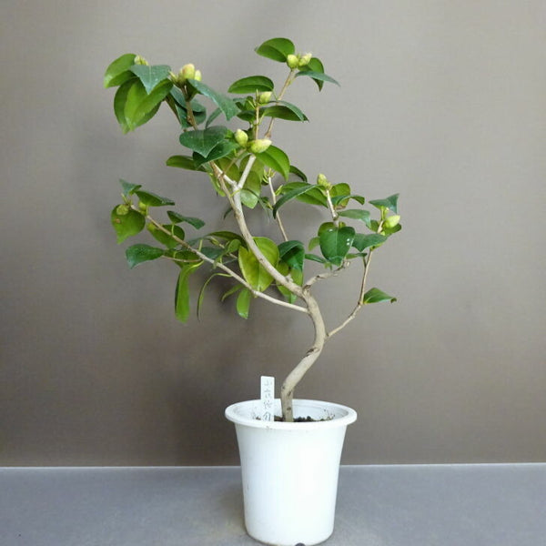 盆栽 椿 小夜侘助 樹高 約 38cm つばき Camellia japonica ツバキ ツバキ科 常緑樹 鑑賞用 観賞用 k1211253342