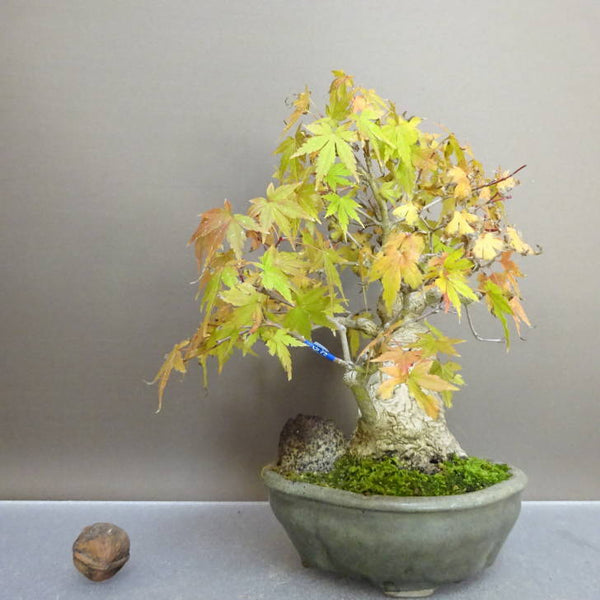 盆栽 紅葉 樹高 約18.5cm もみじ Acer palmatum モミジ カエデ科 落葉樹 鑑賞用 観賞用 小品 k1211257530