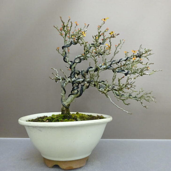 盆栽 梅 長寿梅 樹高 約 25cm ちょうじゅばい Chaenomeles japonica 'Chojubai' チョウジュバイ バラ科 ボケ属 落葉樹 鑑賞用 観賞用 d1211254727