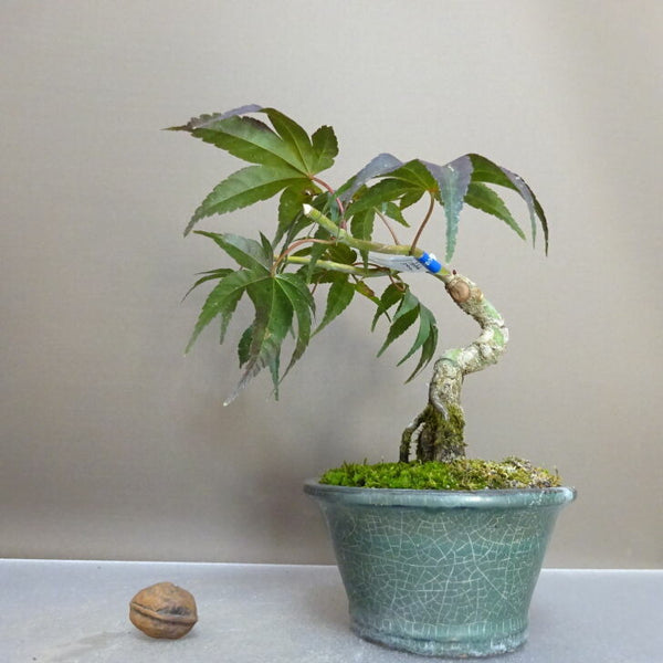 盆栽 紅葉 清玄 樹高 約14cm もみじ Acer palmatum モミジ カエデ科 落葉樹 観賞用 小品 p1211253645